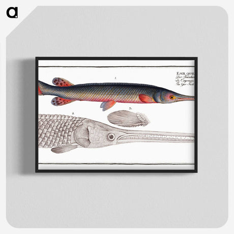 2-86_Ichtyologie-ou-Histoire-naturelle_blk-crop