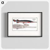 2-86_Ichtyologie-ou-Histoire-naturelle_blk