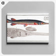 2-86_Ichtyologie-ou-Histoire-naturelle_canvas