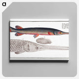 2-86_Ichtyologie-ou-Histoire-naturelle_canvas