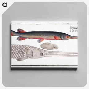 2-86_Ichtyologie-ou-Histoire-naturelle_canvas