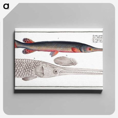 2-86_Ichtyologie-ou-Histoire-naturelle_canvas