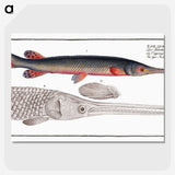 2-86_Ichtyologie-ou-Histoire-naturelle_picture-crop