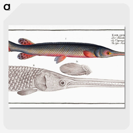 2-86_Ichtyologie-ou-Histoire-naturelle_picture-crop