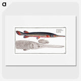 2-86_Ichtyologie-ou-Histoire-naturelle_picture