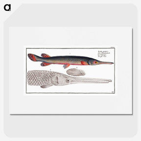 2-86_Ichtyologie-ou-Histoire-naturelle_picture