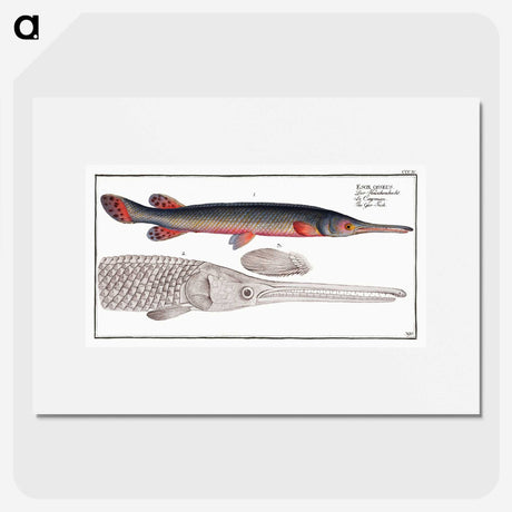 2-86_Ichtyologie-ou-Histoire-naturelle_picture
