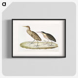 2-86_Indian-Zoology_blk