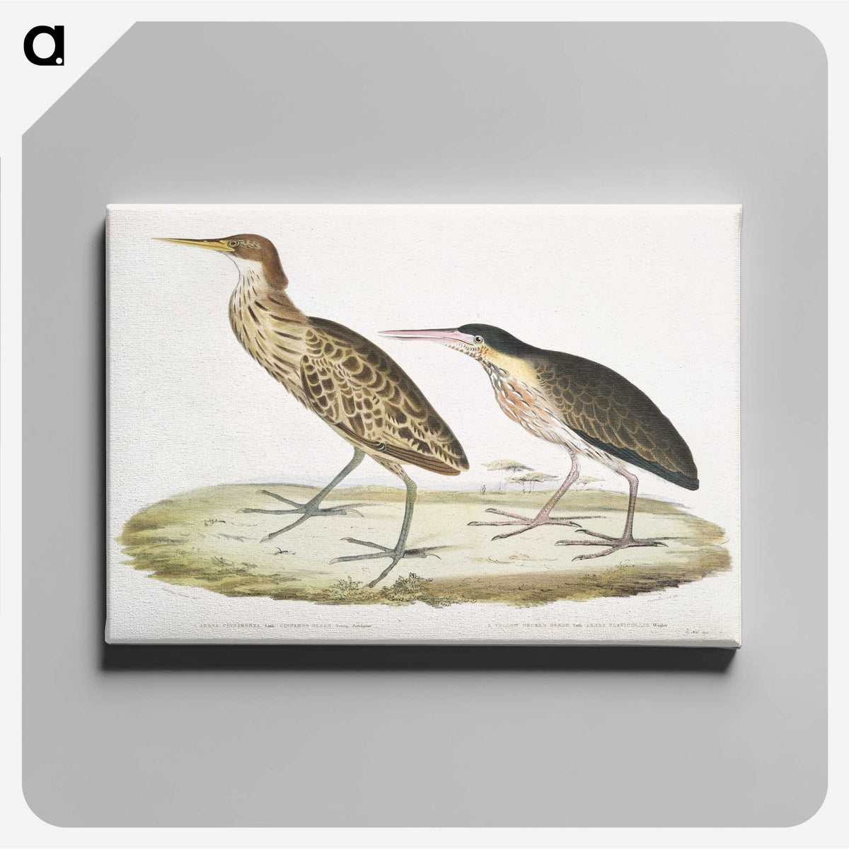 2-86_Indian-Zoology_canvas