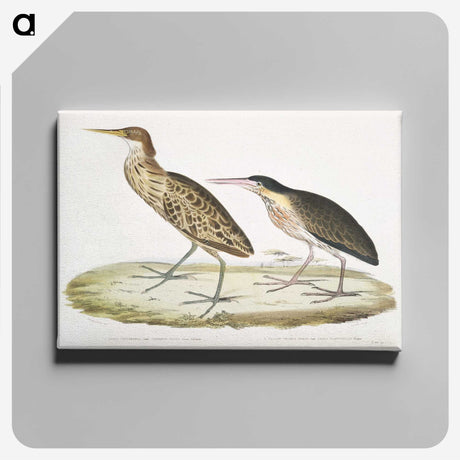 2-86_Indian-Zoology_canvas