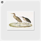 2-86_Indian-Zoology_hagaki