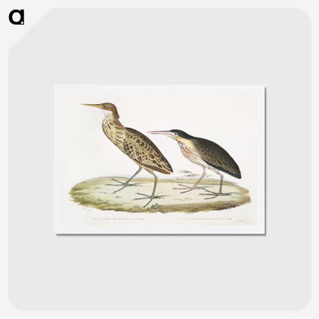 2-86_Indian-Zoology_hagaki