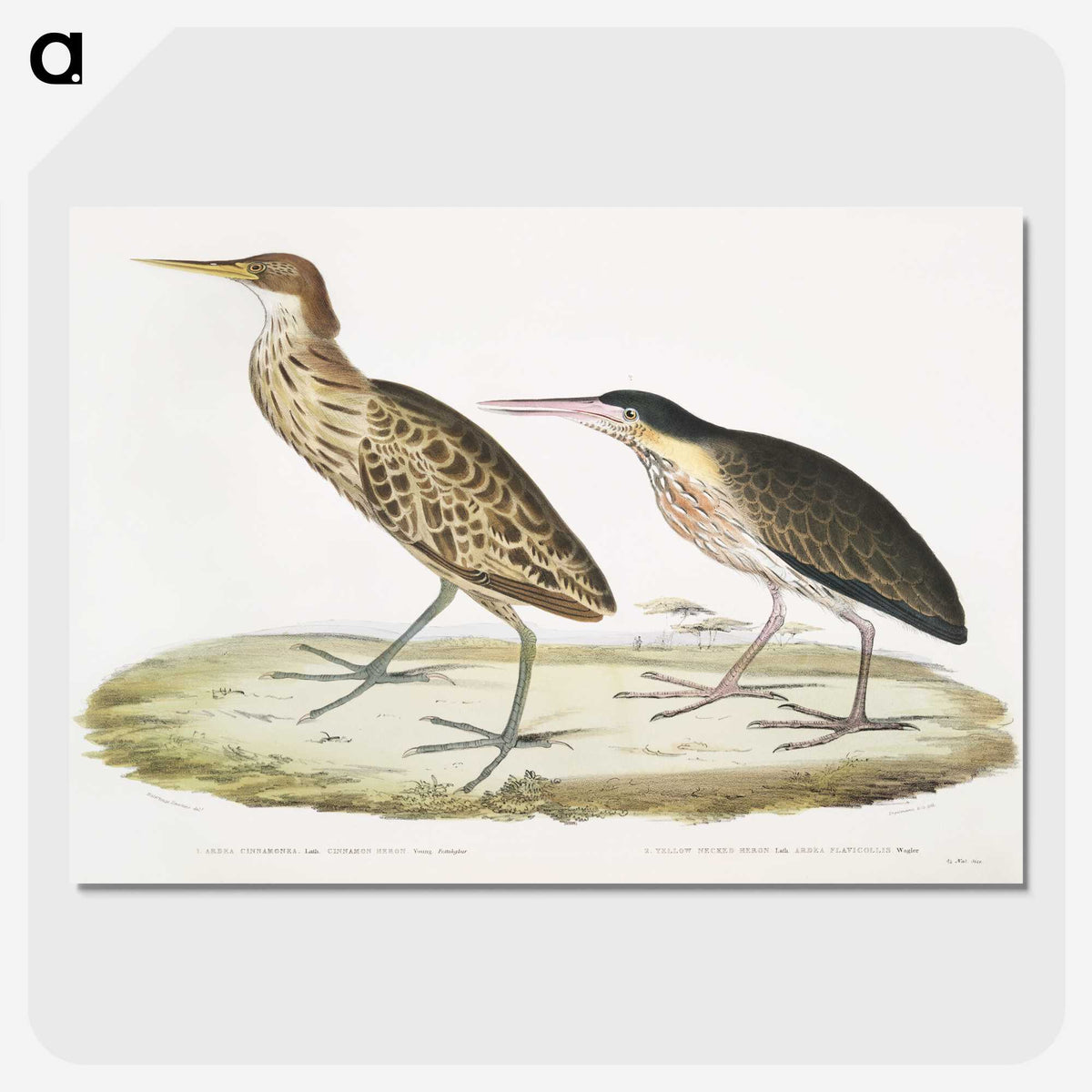 2-86_Indian-Zoology_picture-crop