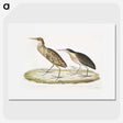 2-86_Indian-Zoology_picture