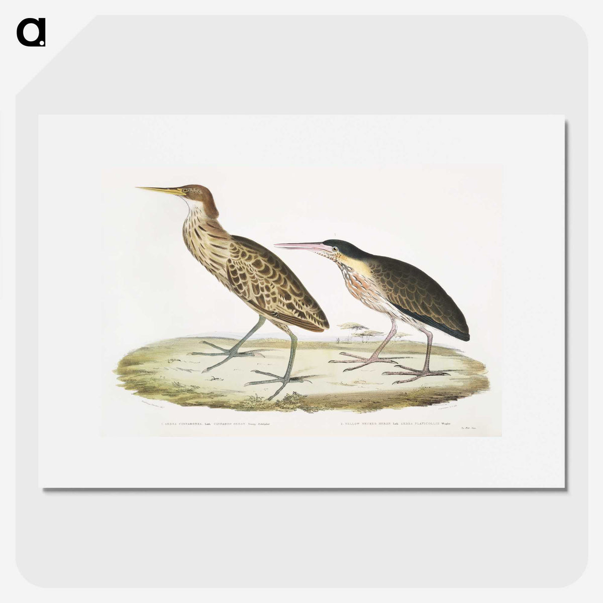 2-86_Indian-Zoology_picture