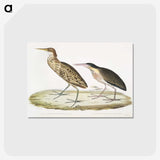 2-86_Indian-Zoology_postcard