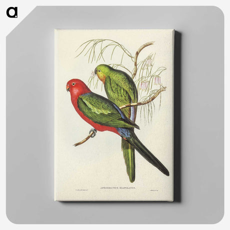 2-86_John-Gould_canvas