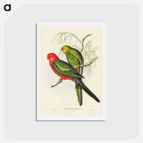 アートポストカード-King Lory
 - ジョン グールド Postcard.