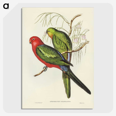 2-86_John-Gould_picture-crop