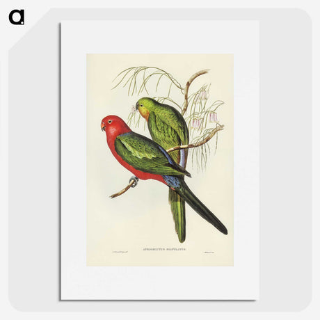 2-86_John-Gould_picture