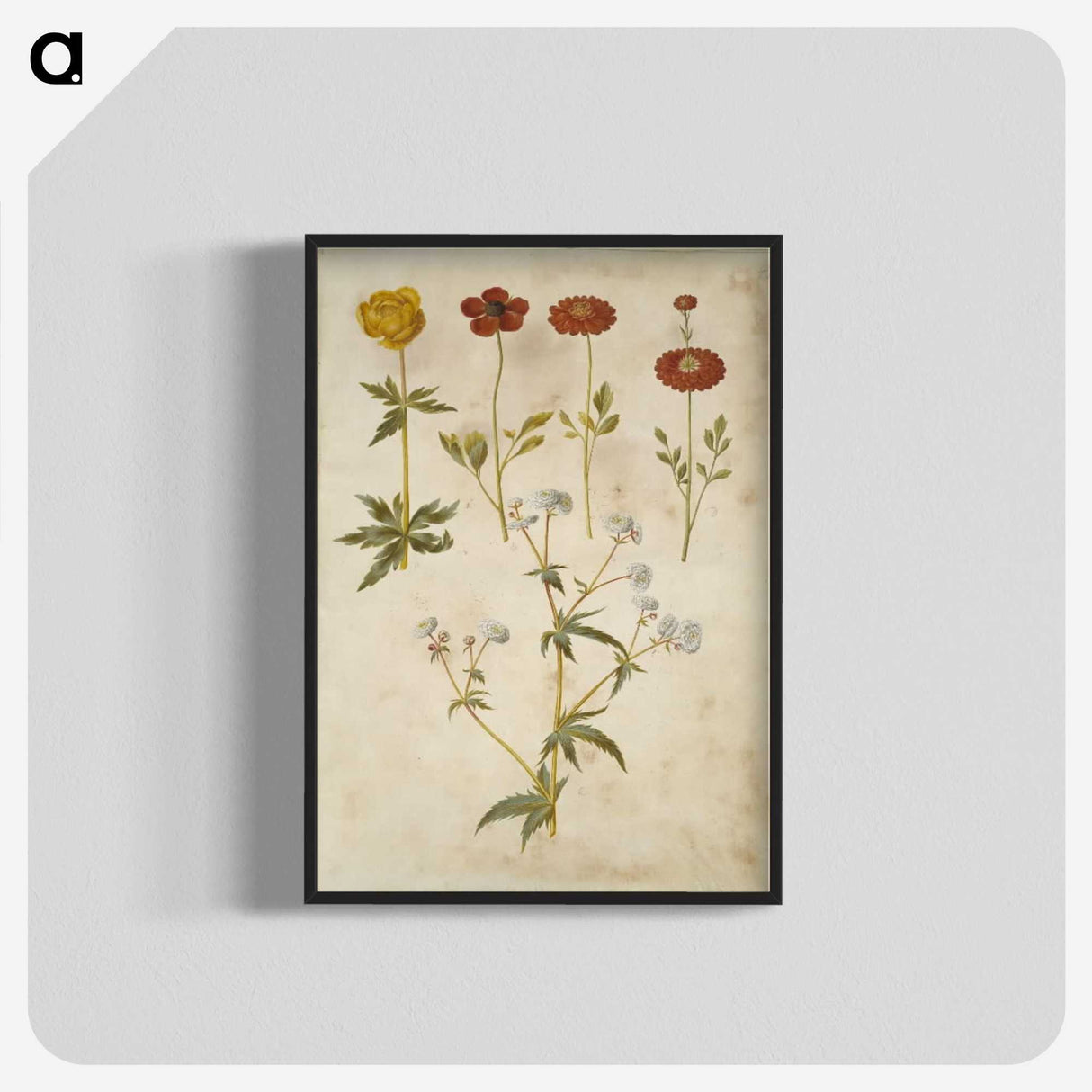2-86_Maria-Sibylla-Merian_blk-crop
