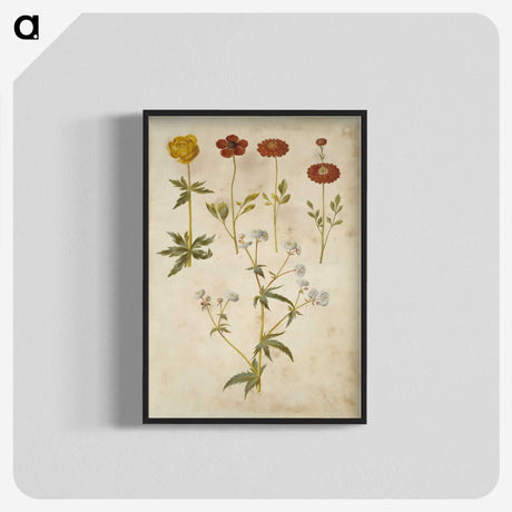 2-86_Maria-Sibylla-Merian_blk-crop