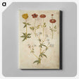 2-86_Maria-Sibylla-Merian_canvas