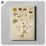 2-86_Maria-Sibylla-Merian_canvas