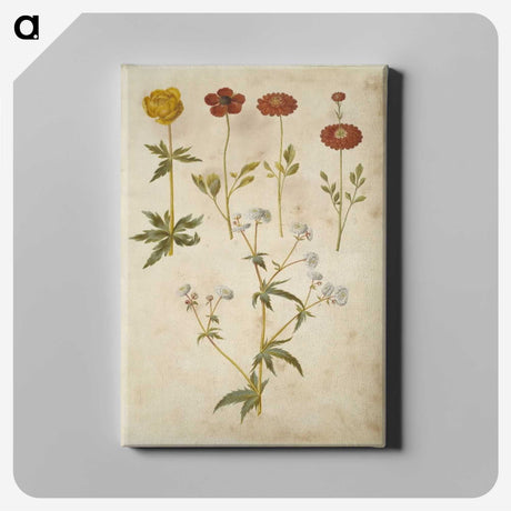 2-86_Maria-Sibylla-Merian_canvas