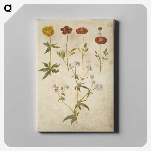 2-86_Maria-Sibylla-Merian_canvas