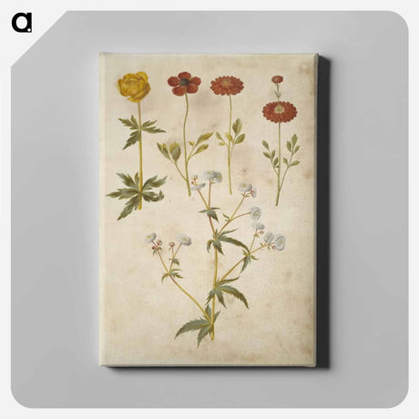アートパネル-Trollius, Ranunculus, and Ranunculus
 - マリア ジビーラ メーリアン Canvas.