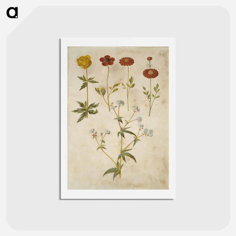 アートポストカード-Trollius, Ranunculus, and Ranunculus
 - マリア ジビーラ メーリアン Postcard.