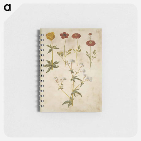 アートメモ帳-Trollius, Ranunculus, and Ranunculus
 - マリア ジビーラ メーリアン Memo.