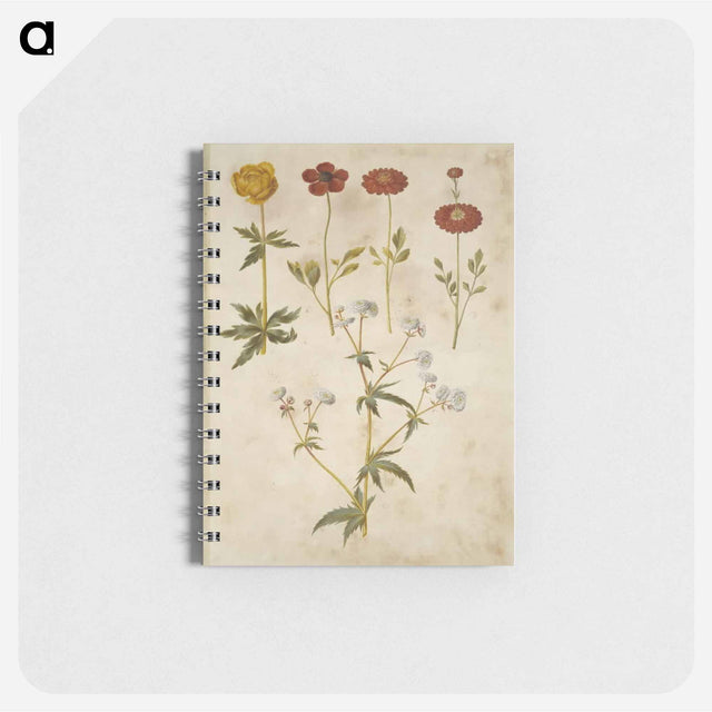 アートメモ帳-Trollius, Ranunculus, and Ranunculus
 - マリア ジビーラ メーリアン Memo.
