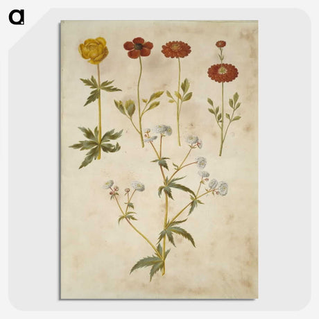 2-86_Maria-Sibylla-Merian_picture-crop