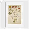 2-86_Maria-Sibylla-Merian_picture