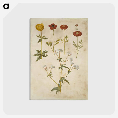 アートポストカード-Trollius, Ranunculus, and Ranunculus
 - マリア ジビーラ メーリアン Postcard.