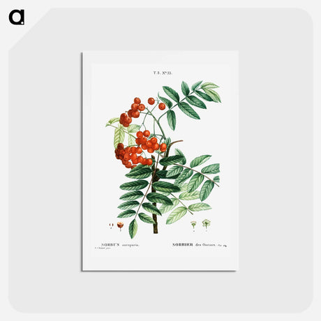 アートポストカード-Mountain ash - ピエール ジョゼフ ルドゥーテ Postcard.
