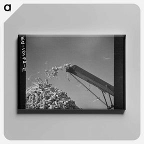 アートパネル-Jersey Cows at Dairy
 - ラッセル リー Canvas.