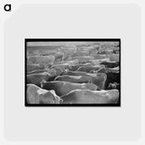 アートポストカード-Jersey Cows at Dairy
 - ラッセル リー Postcard.