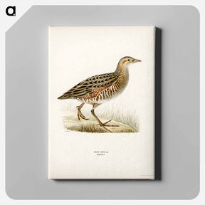 アートパネル-Corn Crake
 - スヴェンスカ フォグラル Canvas.