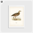 アートポストカード-Corn Crake
 - スヴェンスカ フォグラル Postcard.