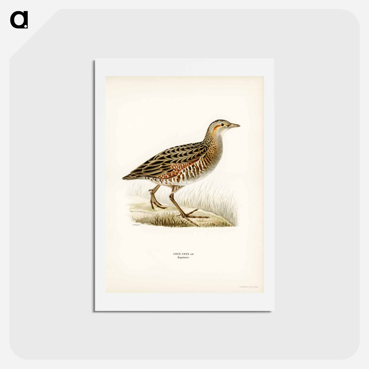 アートポストカード-Corn Crake
 - スヴェンスカ フォグラル Postcard.