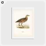 アートポストカード-Corn Crake
 - スヴェンスカ フォグラル Postcard.