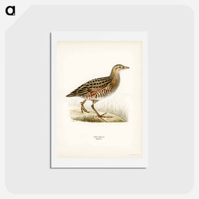 アートポストカード-Corn Crake
 - スヴェンスカ フォグラル Postcard.