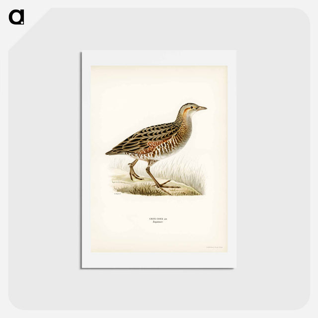 アートポストカード-Corn Crake
 - スヴェンスカ フォグラル Postcard.