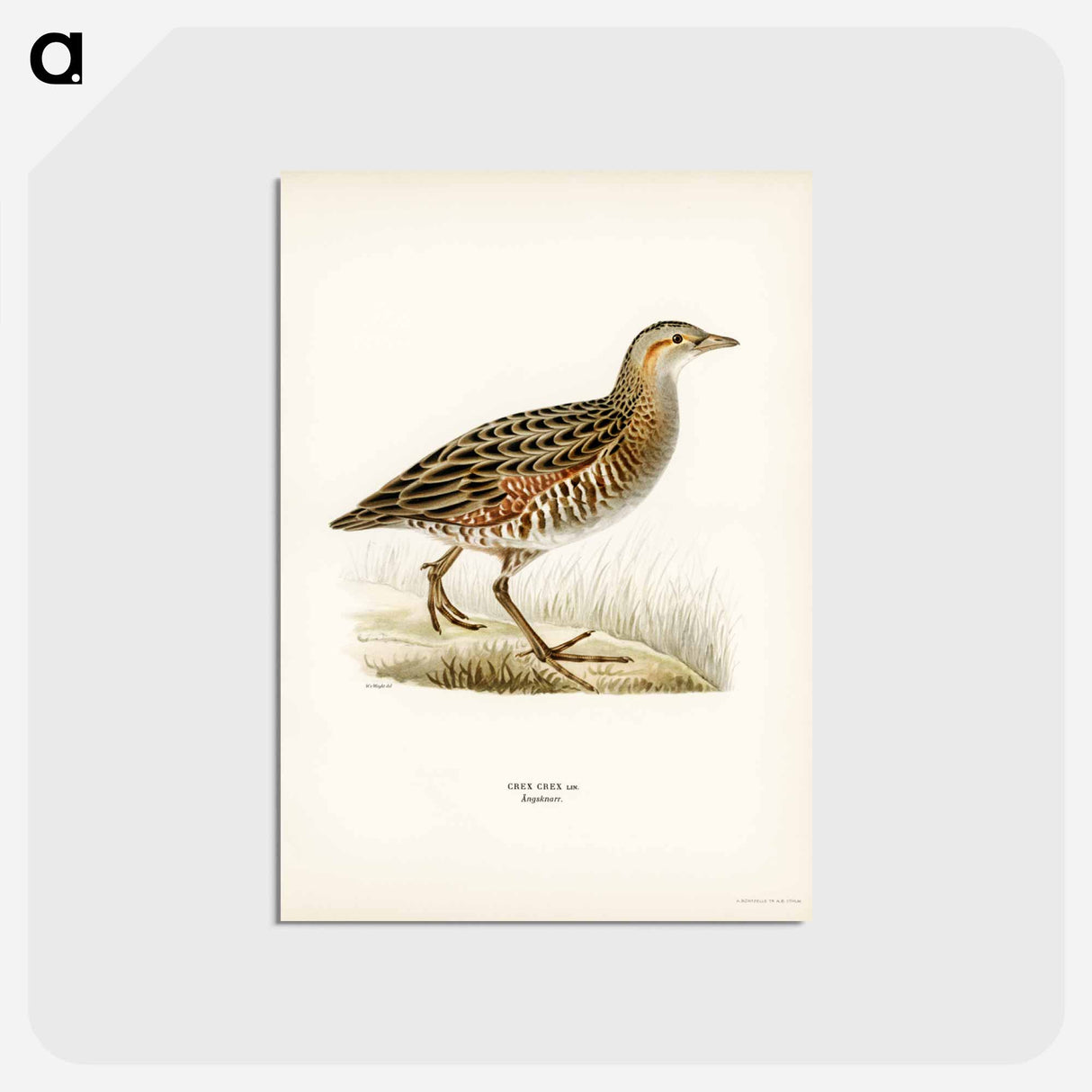 アートポストカード-Corn Crake
 - スヴェンスカ フォグラル Postcard.