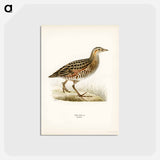 アートポストカード-Corn Crake
 - スヴェンスカ フォグラル Postcard.