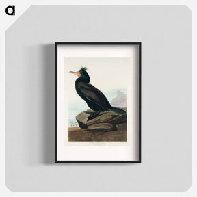 アートポスター-Double-crested Cormorant from Birds of America
 - アメリカの鳥たち Poster.