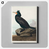 アートパネル-Double-crested Cormorant from Birds of America
 - アメリカの鳥たち Canvas.